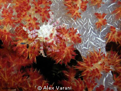 Hoplophrys oatesi by Alex Varani 